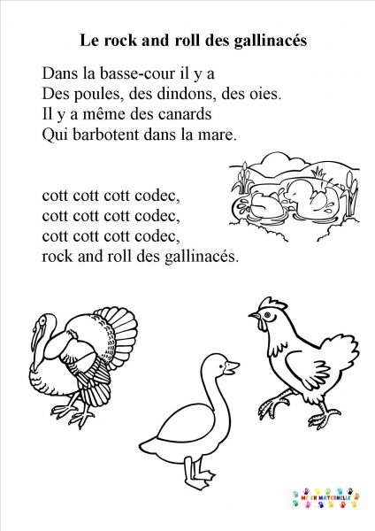 Le rock and roll des gallinacées