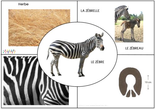 Afrique : les animaux de la savane
