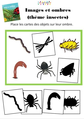 Drôle de coccinelle : ombres et insectes