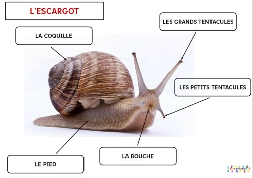 Anatomie de l&rsquo;escargot : vocabulaire